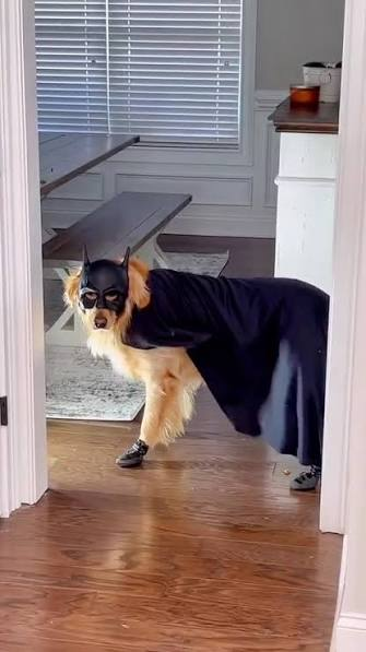 Dog in a bat cape mid-stride through a doorway