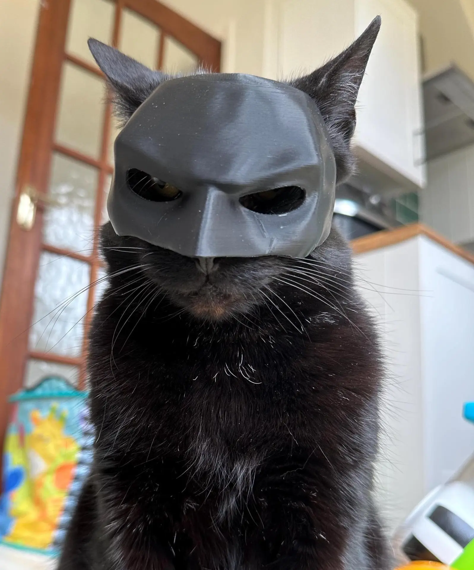 Black cat wearing a matte bat mask in a kitchen
