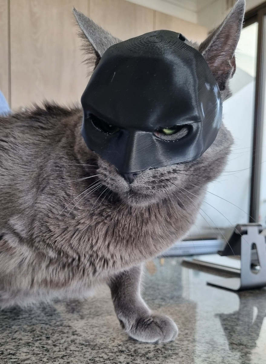 Grey cat in a glossy bat mask on a kitchen counter