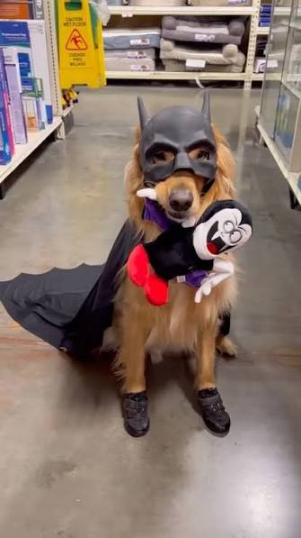 Golden retriever in a bat mask and cape holding a plush villain toy