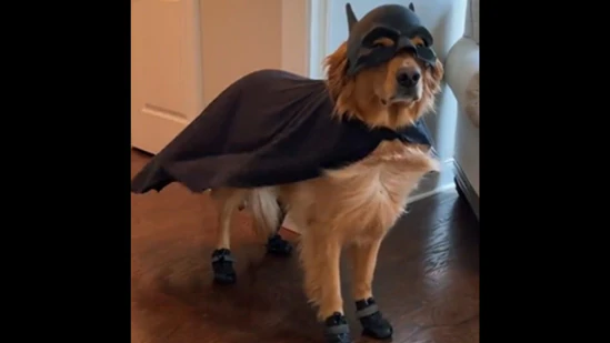 Dog in a bat cape and boots on a wooden floor